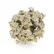 Organic Opulence Sculpture I