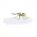 Brass Beetle Sculpture on Selenite