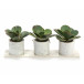 Marble Succulents