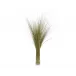 Fountain Grass