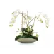 Bamboo Orchid Garden