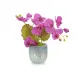 Tropical Fan Orchid 10"H X 14"W X 10"D