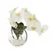Aqua White Orchid 10"H X 12"W X 8"D
