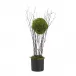 Bamboo Topiary
