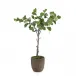 Fiddle Leaf Fig