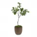 Fiddle Leaf Fig
