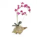 Golden Fushia Cynbidium 23"H x 14"W x 7"D