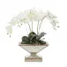 Pleasing Phalaenopsis 28"H x 28"W x 11"D