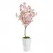 Kwanzan Cherry