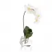Real Touch Orchid