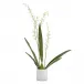 Cattleya Orchid