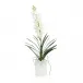 Dendrobium 'N' Selenite