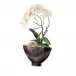 Dawn Phalaenopsis