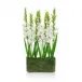 Gladiola Garden