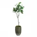 Mossy Green Fiddle Leaf Fig