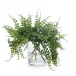 Miniature Forest Fern