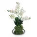 Petite Orchids