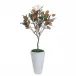 Southern Magnolia Tree
