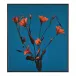 Teng Fei's Sunset Blooms