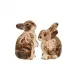 Clever Creatures Bunny Multi Salt and Pepper Set 2pc - Napoleon & Josephine