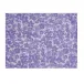 A La Carte Mille-Fleurs Purple Coated Placemat 19" x 14"