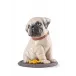 Puppie Pug