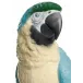 Macaw Bird