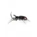 Rhinoceros Beetle