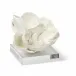 Magnolia Objet, White