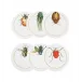Insects Set Of 6 Coasters