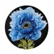 Floris Va Plate Anemone