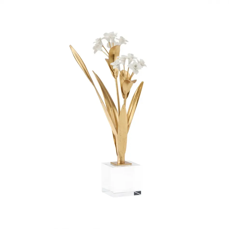Paperwhite Narcissus
