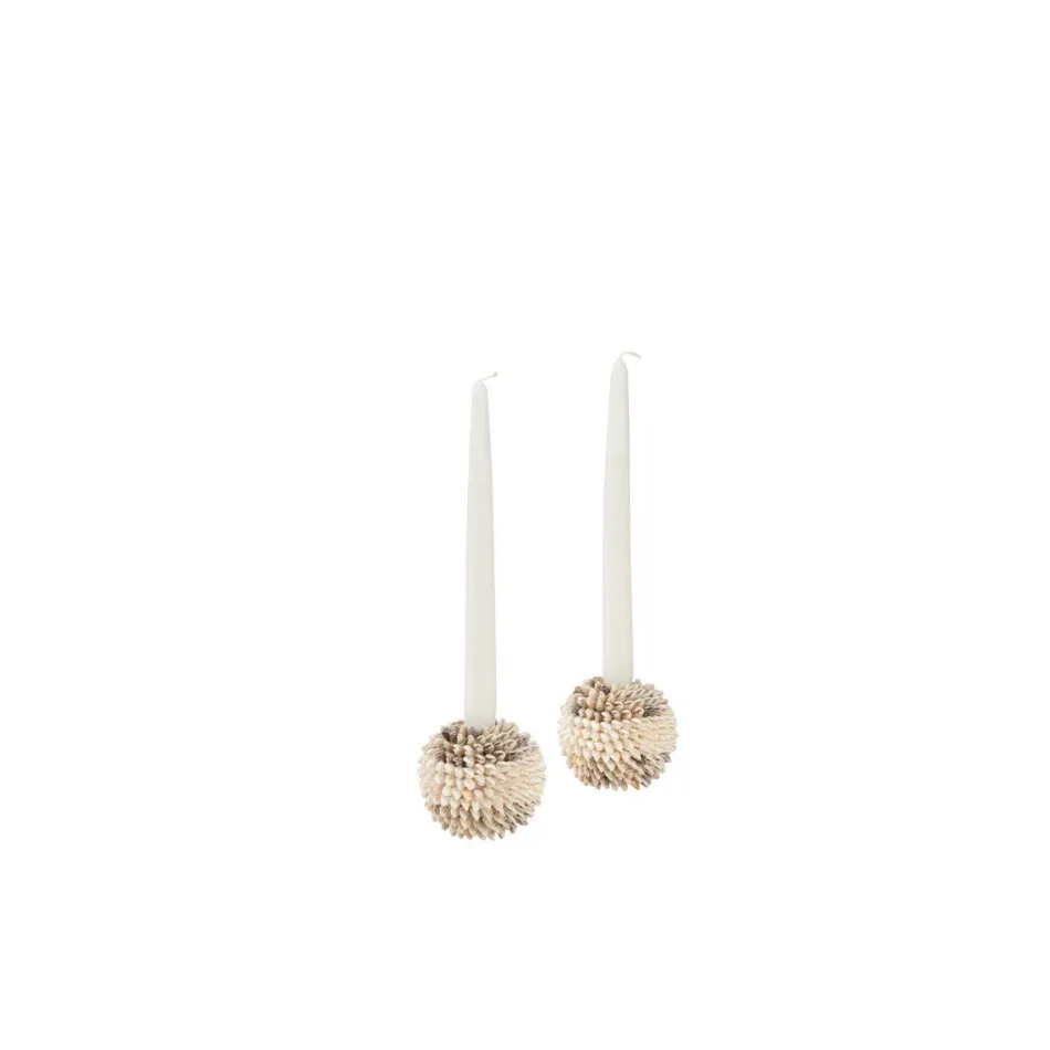 Nassa Shell Candleholder Pair