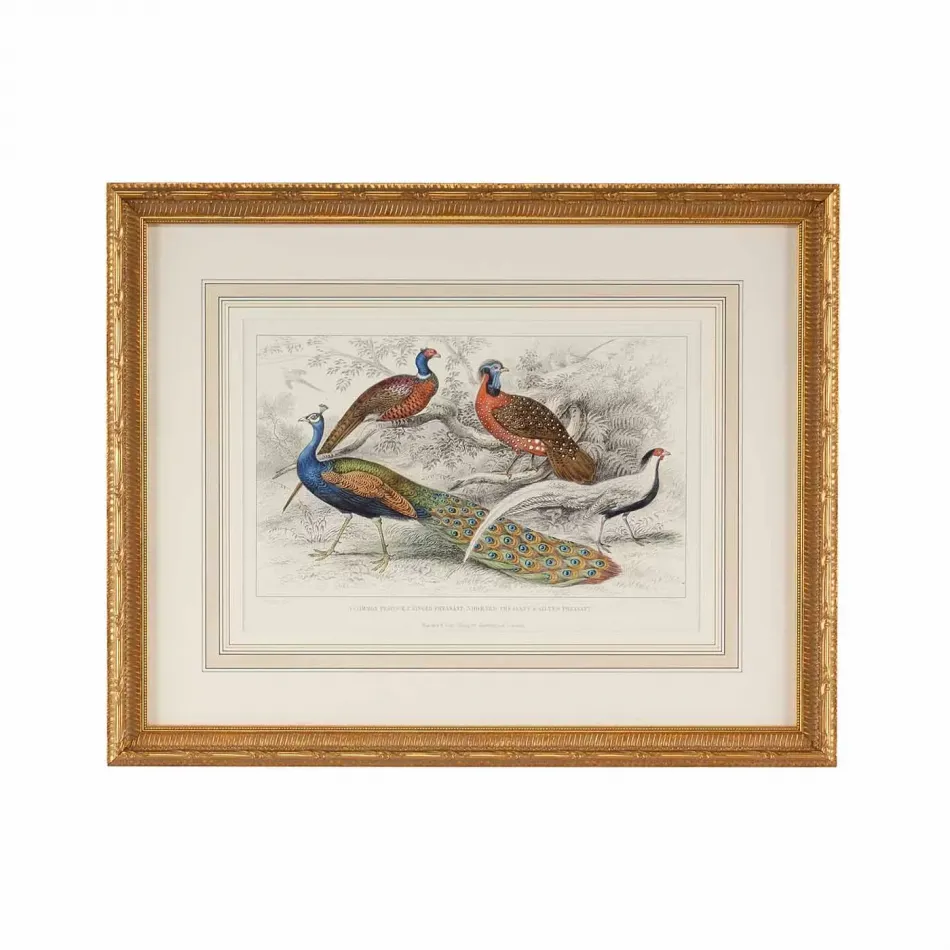 Peacock & Pheasants