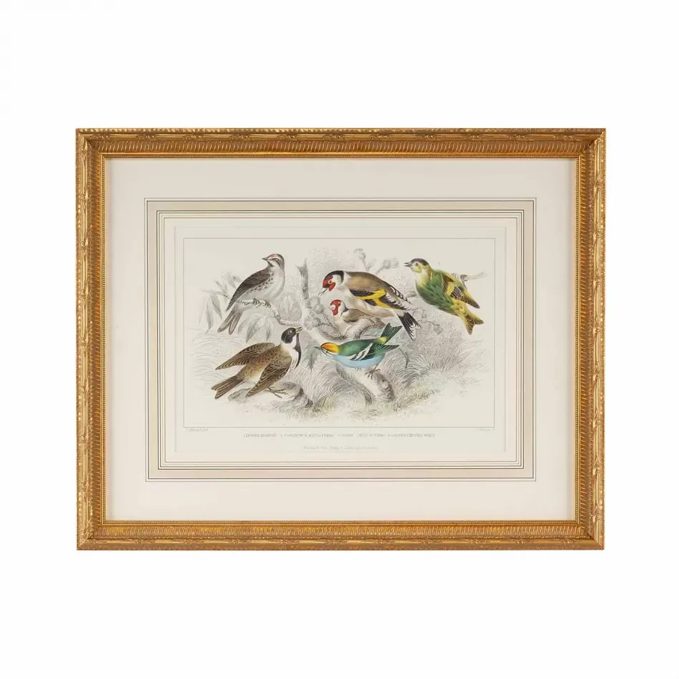 Gold Finch, Bunting & Wrens
