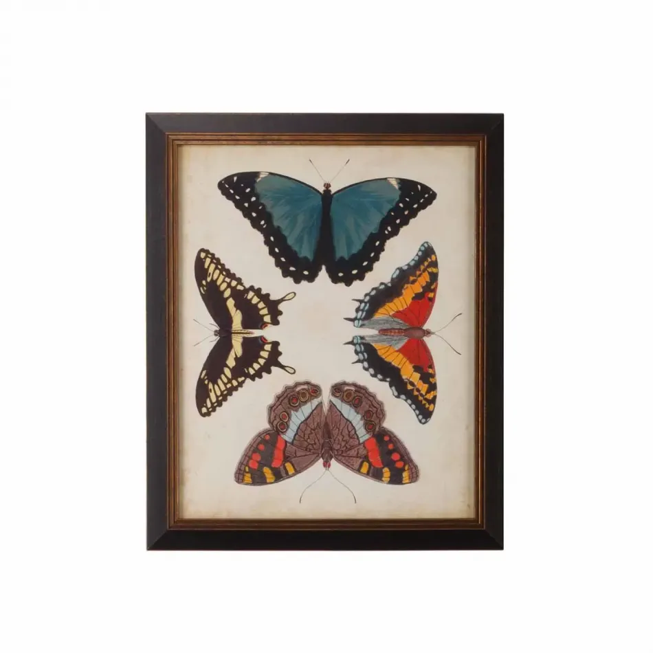 Display Of Butterflies I