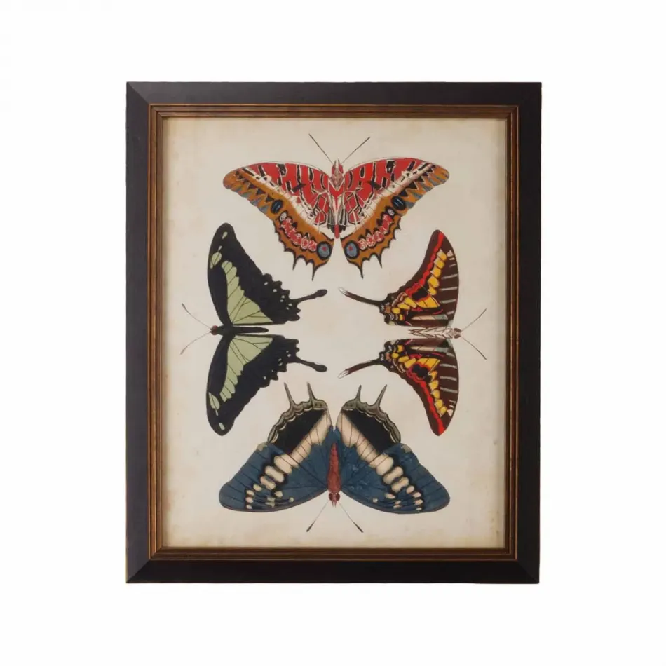 Display Of Butterflies II