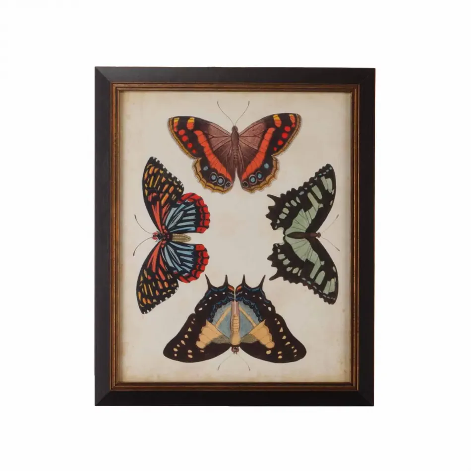 Display Of Butterflies IV