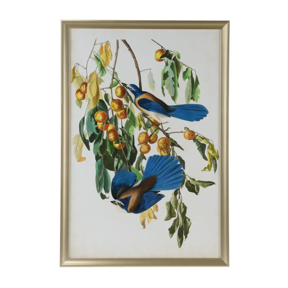 Audubon Blue Jay II