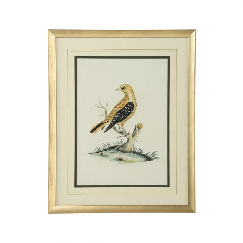 Cain Birds