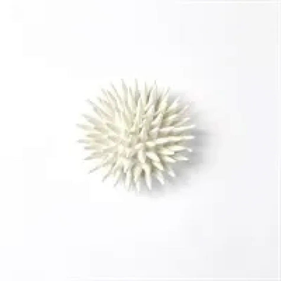 Urchin White Medium
