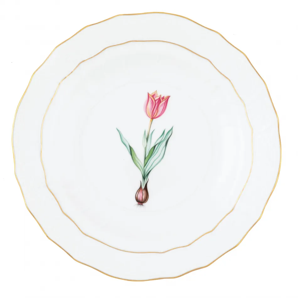 Spring Bulbs Multicolor Spring Dessert -Tulip