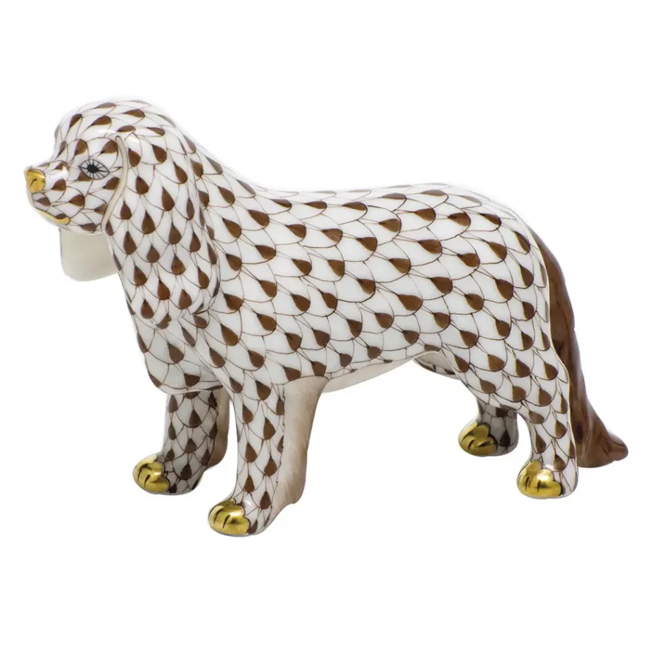 Cavalier King Charles Spaniel Chocolate