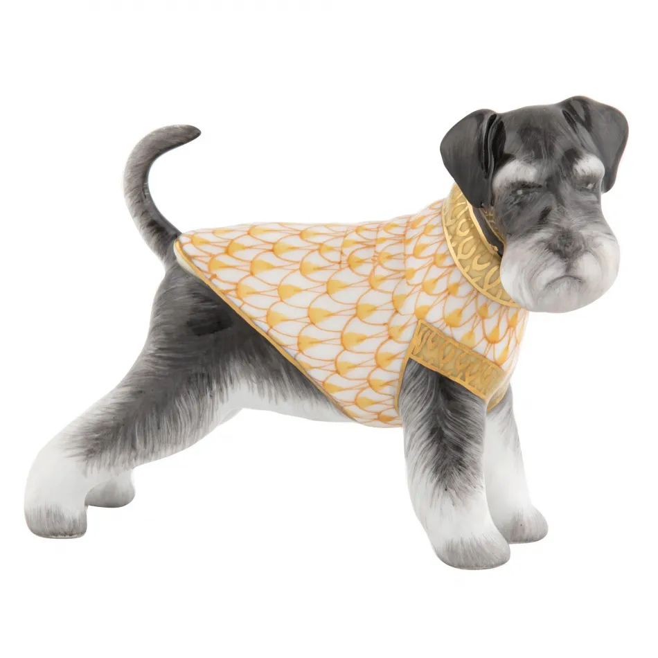 Schnauzer Butterscotch