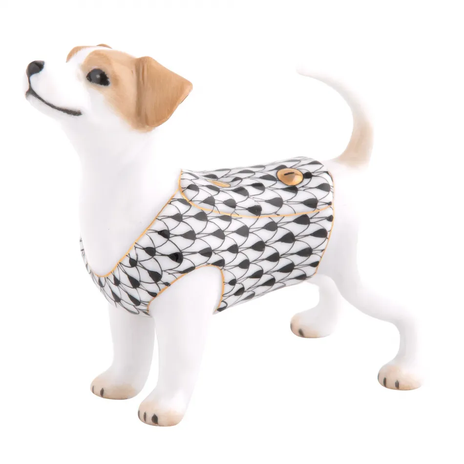 Jack Russell Terrier Black