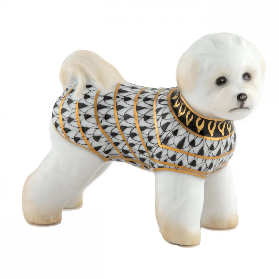 Bichon Frise Black
