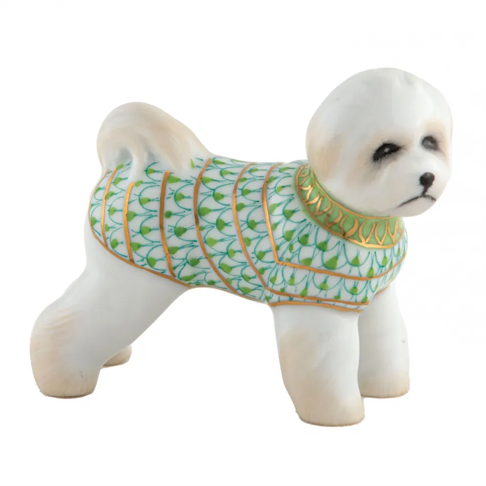 Bichon Frise Keylime