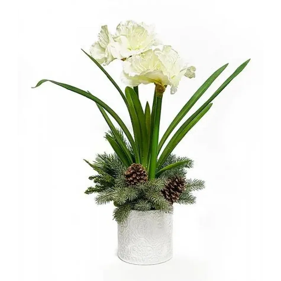 Double White Amaryllis Pot