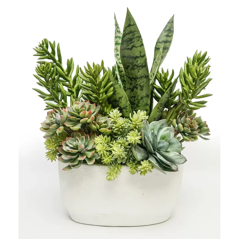 Succulents/Sanseverria in Oval White Cement 18 x 13 x 20"