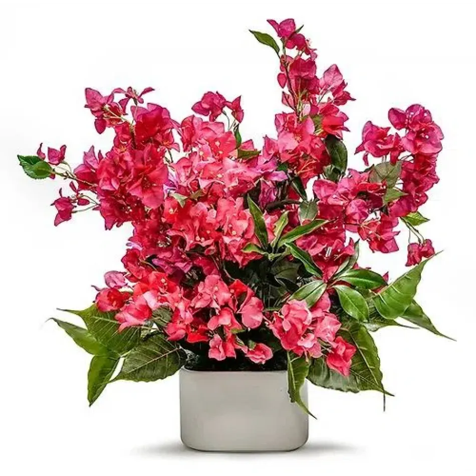 Bougainvillea Pot